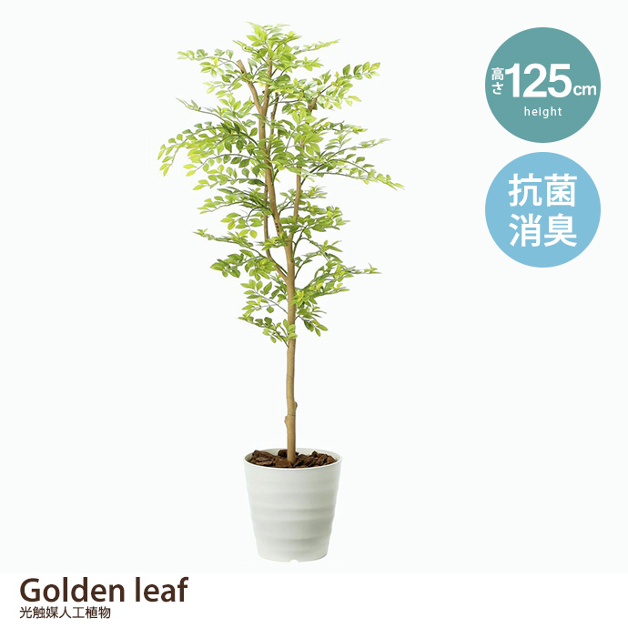 y125cmzGolden leaf G}lHA S[f[t