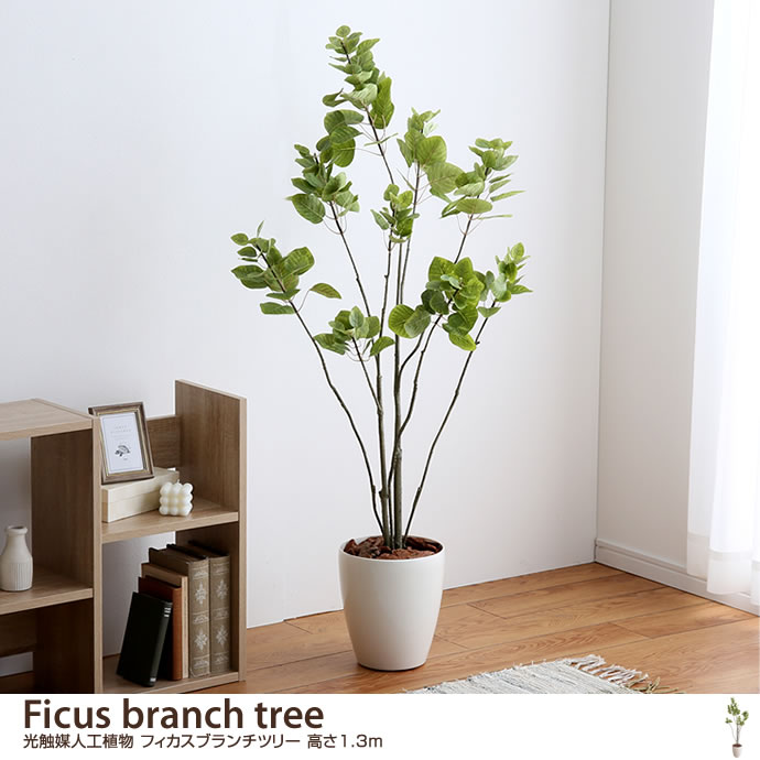 Ficus branch tree G}lHA tBJXu`c[ 1.3m